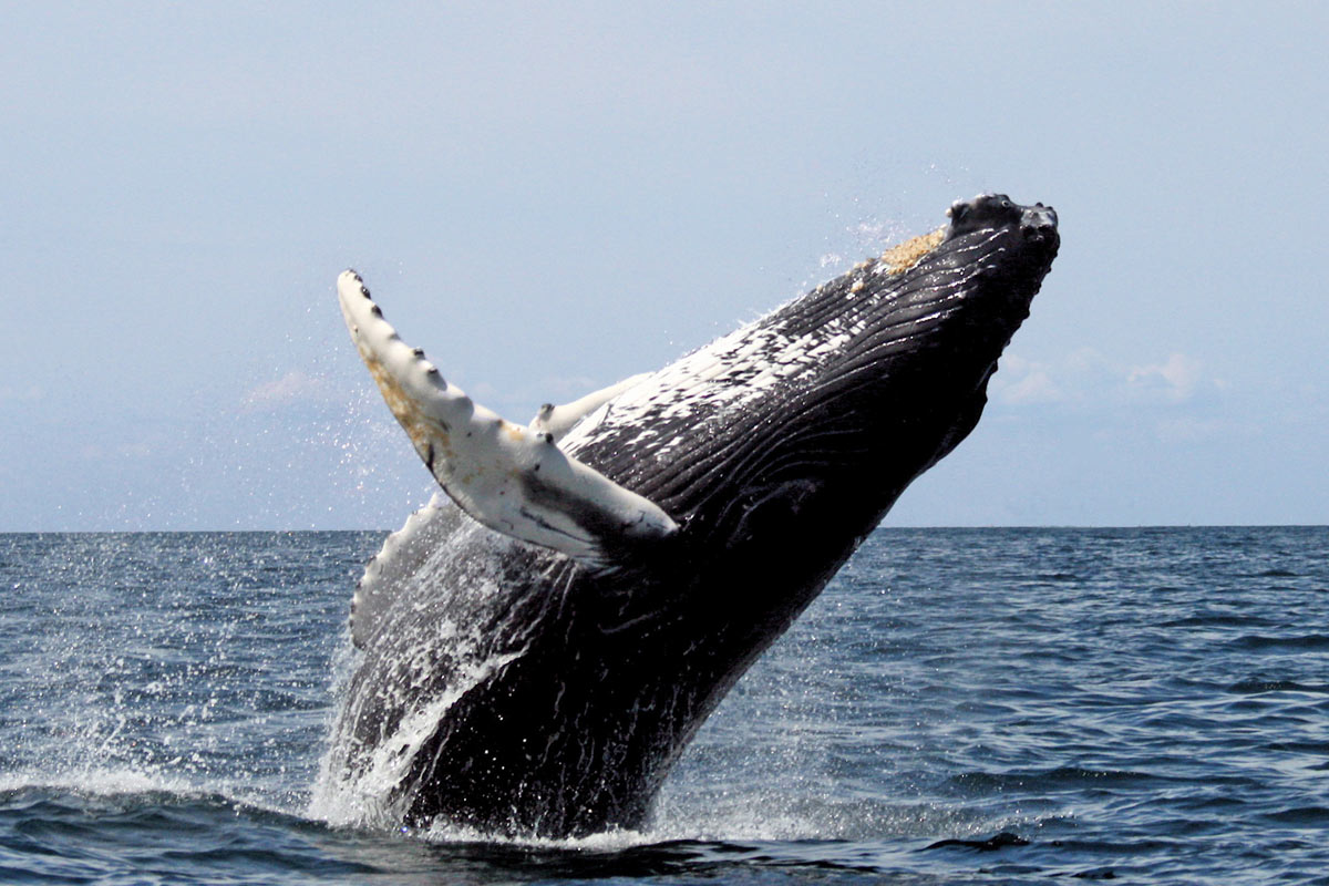 Avistamiento de ballenas en el Pacífico
