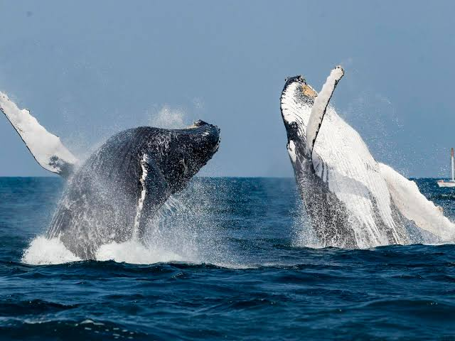 Avistamiento de ballenas en Máncora