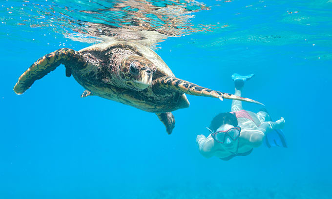 Snorkel con tortugas en El Ñuro